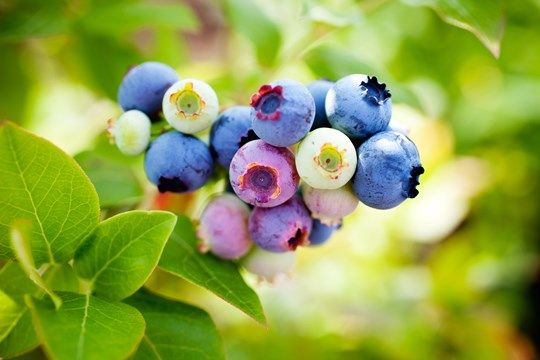 Assorted Yogurts With House-Made Granola