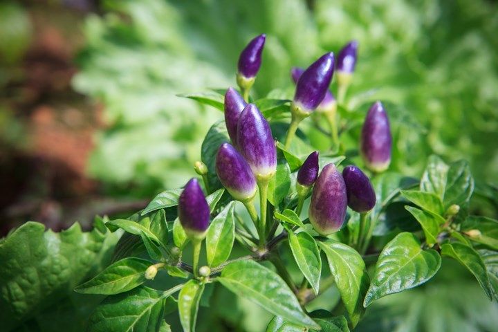 Entrée Tangled Spinach Salad (Boxed)